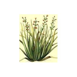 citronnelle