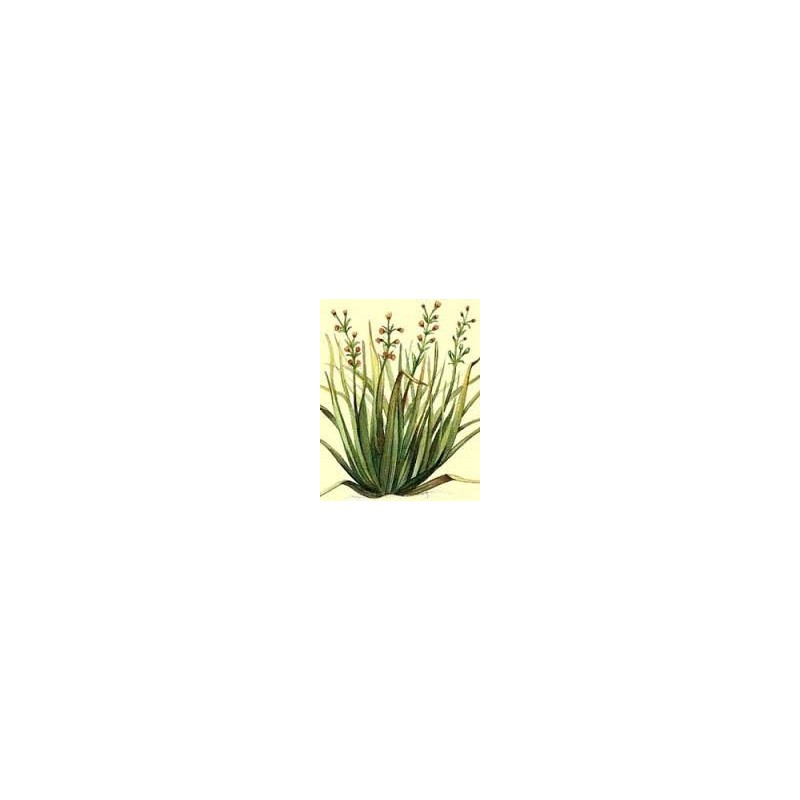 Citronnelle