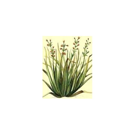 citronnelle