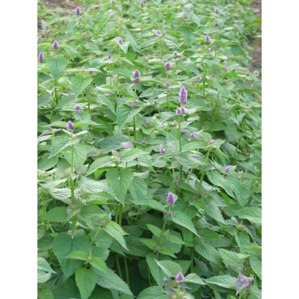 Agastache anisée