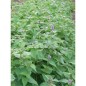 Agastache anisée