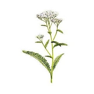 Achillée millefeuille