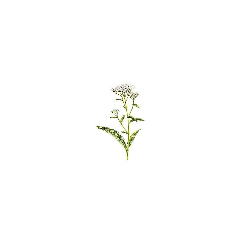 Achillée millefeuille