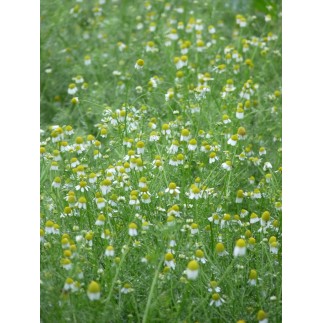 Camomille Matricaire