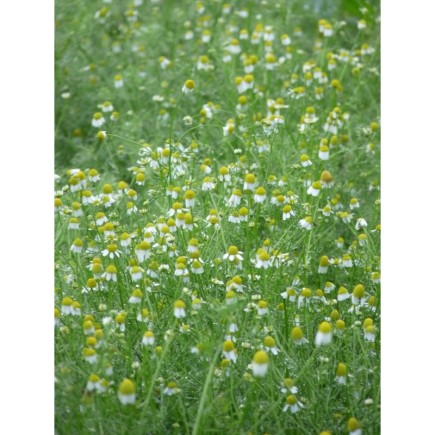 Camomille Matricaire