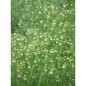 Camomille Matricaire