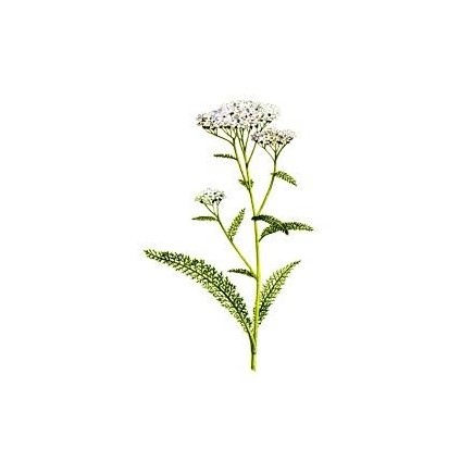 La Féminine (règles, ménopause)