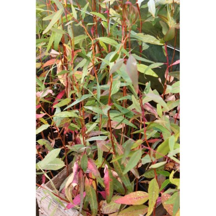 Eucalyptus