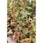 Eucalyptus