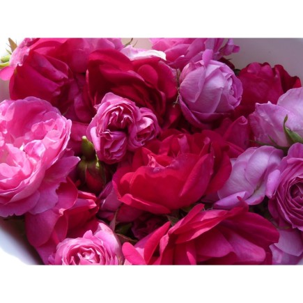 Rose de Provins