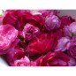 Rose de Provins