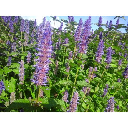agastache anisée
