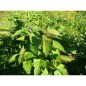 Agastache anisée