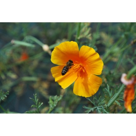 Eschscholtzia