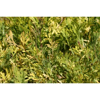 Eschscholtzia