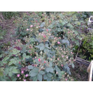 Rose de provins