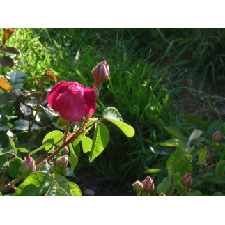 Rose de provins