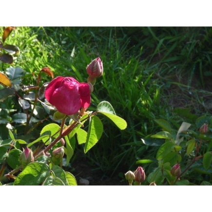 Rose de provins