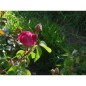 Rose de Provins