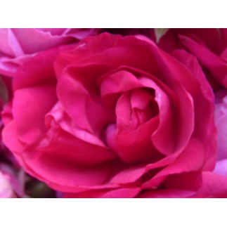 Rose de provins