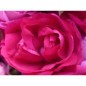 Rose de Provins