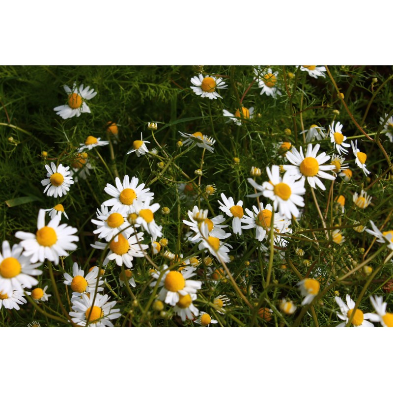 Camomille Matricaire