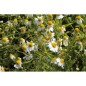 Camomille Matricaire