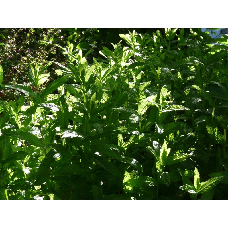 Menthe Verte Menthe Verte