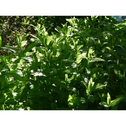 Menthe Verte