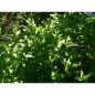 Menthe Verte Menthe Verte