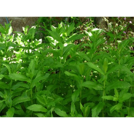 Menthe Verte
