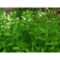 Menthe Verte Menthe Verte