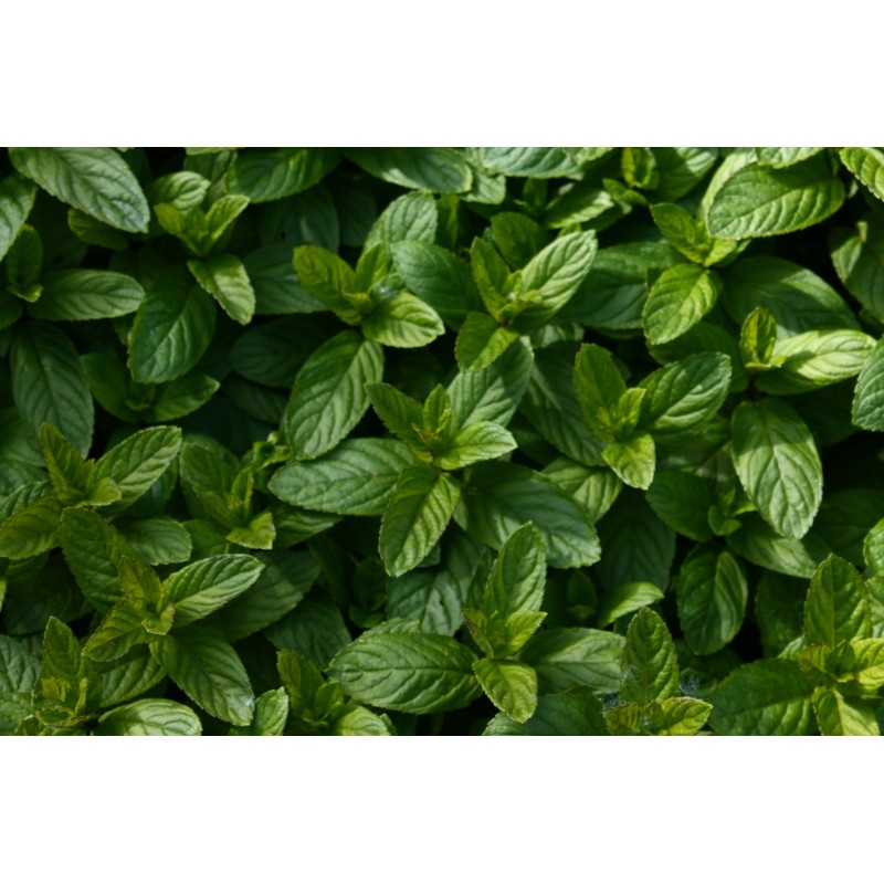 Menthe Poivrée