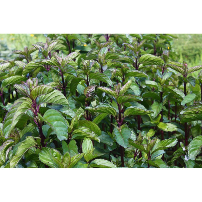 Menthe Bergamote Menthe Bergamote