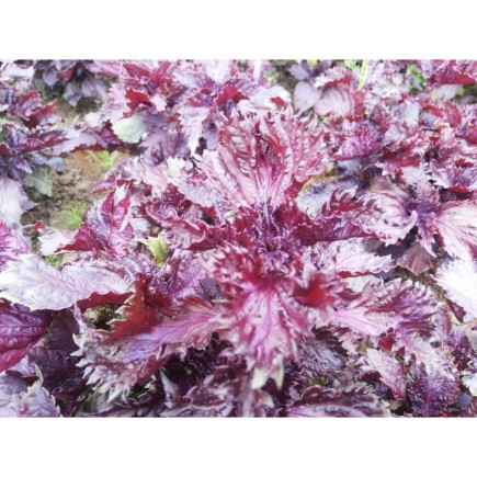 Shiso pourpre (Périlla)