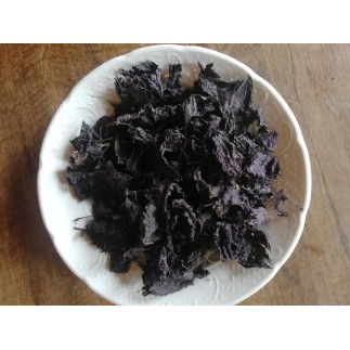 Shiso pourpre (Périlla)