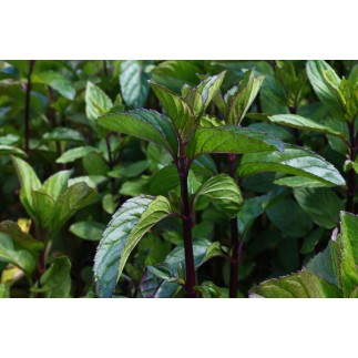 menthe poivrée