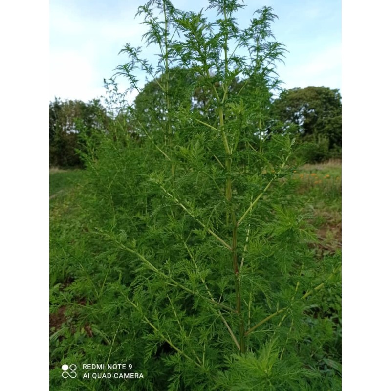 Artemisia annua
