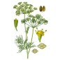 L'Océane (aromates)