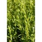 L'Océane (aromates)