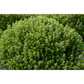 L'Océane (aromates)