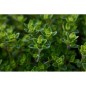L'Océane (aromates)