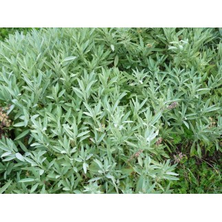Sauge Officinale