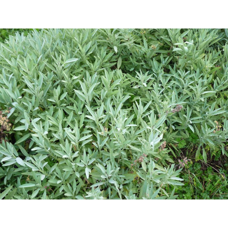 Sauge Officinale