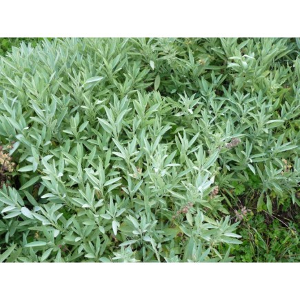 Sauge Officinale