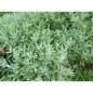 Sauge Officinale