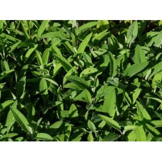 Sauge Officinale