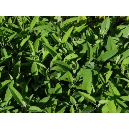 Sauge Officinale