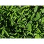 Sauge Officinale