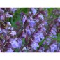 Sauge Officinale